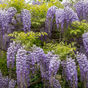 2 Japanese Wisteria | Wisteria floribunda 'Macrobotrys' | 2L Pots